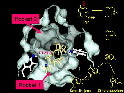 Modell des aktiven Zentrums der Terpensynthase TPS4 aus Mais, in die das Substrat (E,E)-Farnesyl diphosphat eingepasst wurde. Der vorgeschlagene Reaktionsweg der Hauptprodukte 7-epi-Sesquithujen und (S)-β-Bisabolen befindet sich auf der rechten Seite. Die zwei Taschen des aktiven Zentrums scheinen unterschiedliche Schritte der Umsetzung zu katalysieren.