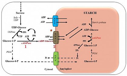 Pathway from sucrose to starch. Enzyme 1 and transporter 2 have been introduced.