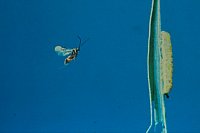 The role of terpenes as signals in plant defense. Volatile terpenes released from the leaves of a maize plant after attack by caterpillars attract parasitic wasps that are natural enemies of the caterpillars. Photo by Ted Turlings.