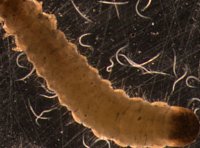 The role of terpenes as signals in plant defense. Feeding of larvae of the beetle Diabrotica virgifera on maize roots (not shown) attracts entomopathogenic nematodes that attack the larvae of D. virgifera. Photo by Ted Turlings.