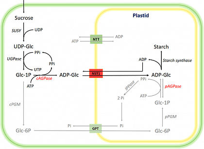 Der Stoffwechselweg von Saccharose zur Strke. Das Enzym "cAGPase" und der Transporter "NST1" wurden eingefgt.